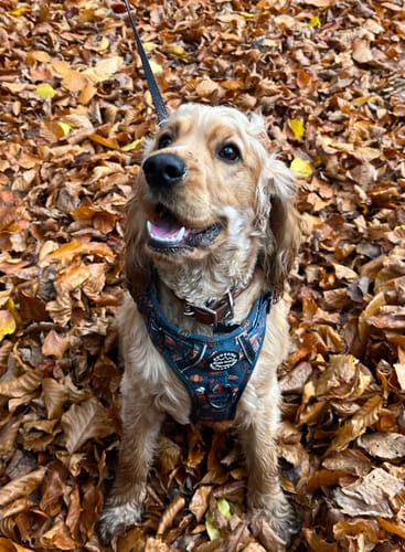 Customer photo review of Tough Trails™ Harness - Hello Autumn