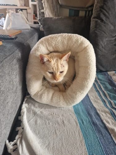 Customer photo review of EasyPet Katzen-Schlafsack