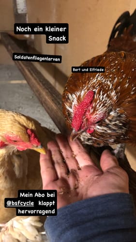 Customer photo review of BSF Larven - getrocknete Soldatenfliegenlarven