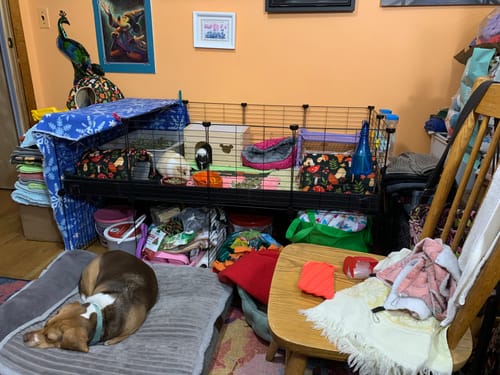 Customer photo review of 4x2 C&C Cage with Stand