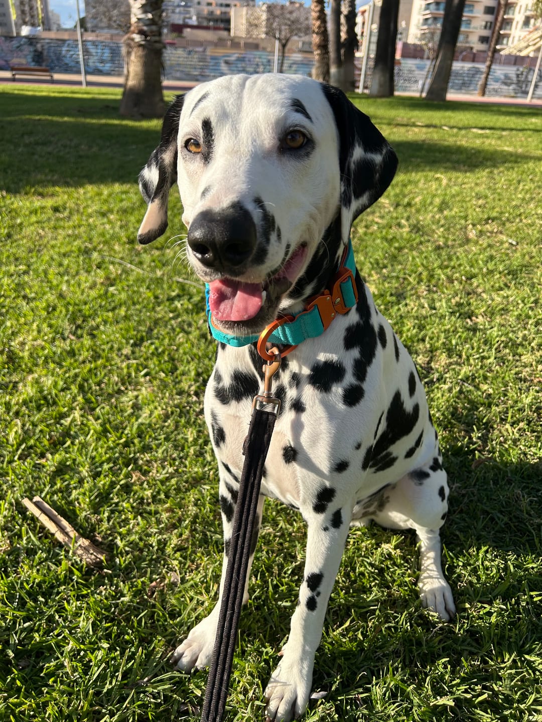 Customer photo review of 4cm LIGHTER Combat® Collar | With Handle Rated Clip - Turquoise & Orange