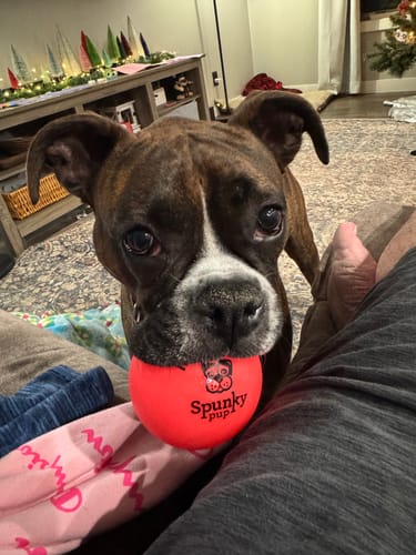 Customer photo review of Fetch & Glow Balls