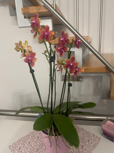 Customer photo review of Große Two of Us Duftorchidee Bolgheri mit orangen Blüten und 5 Rispen