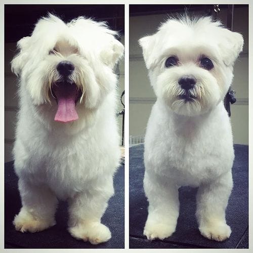 Customer photo review of The Original ClipMyPaws™ - World's Quietest Pet Hair Clipper
