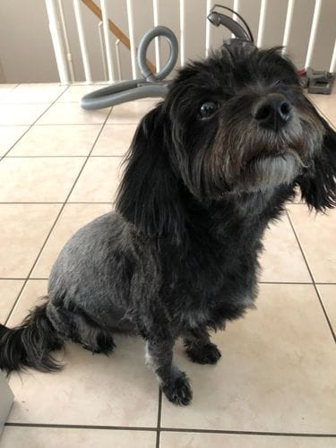 Customer photo review of The Original ClipMyPaws™ - World's Quietest Pet Hair Clipper