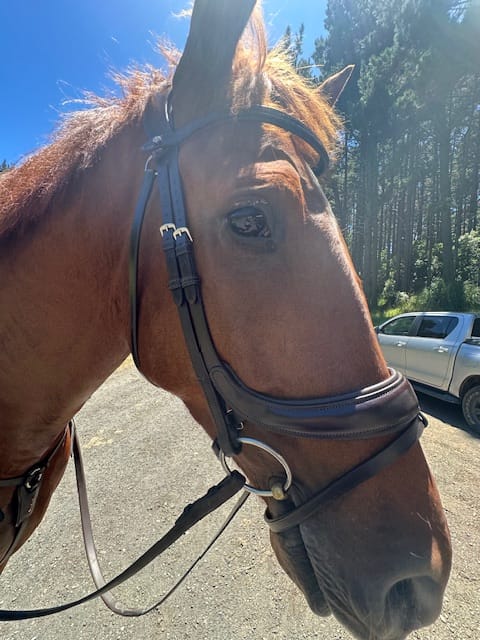 Customer photo review of PSOS Bridle Paladin