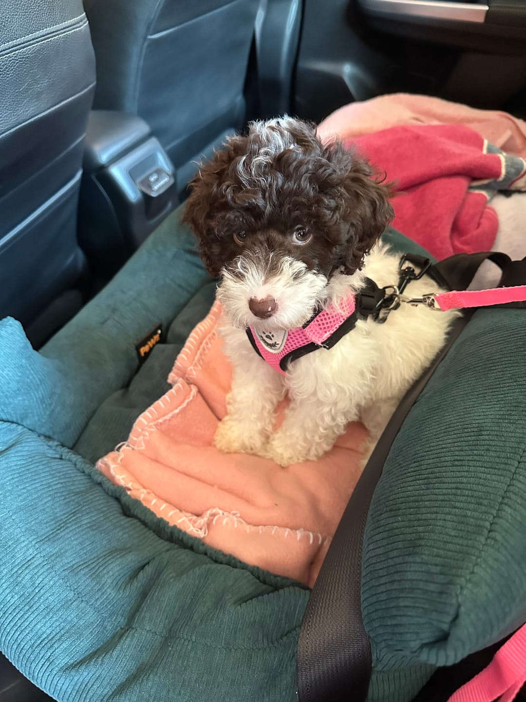 Customer photo review of PaWz Dog Car Booster Seat