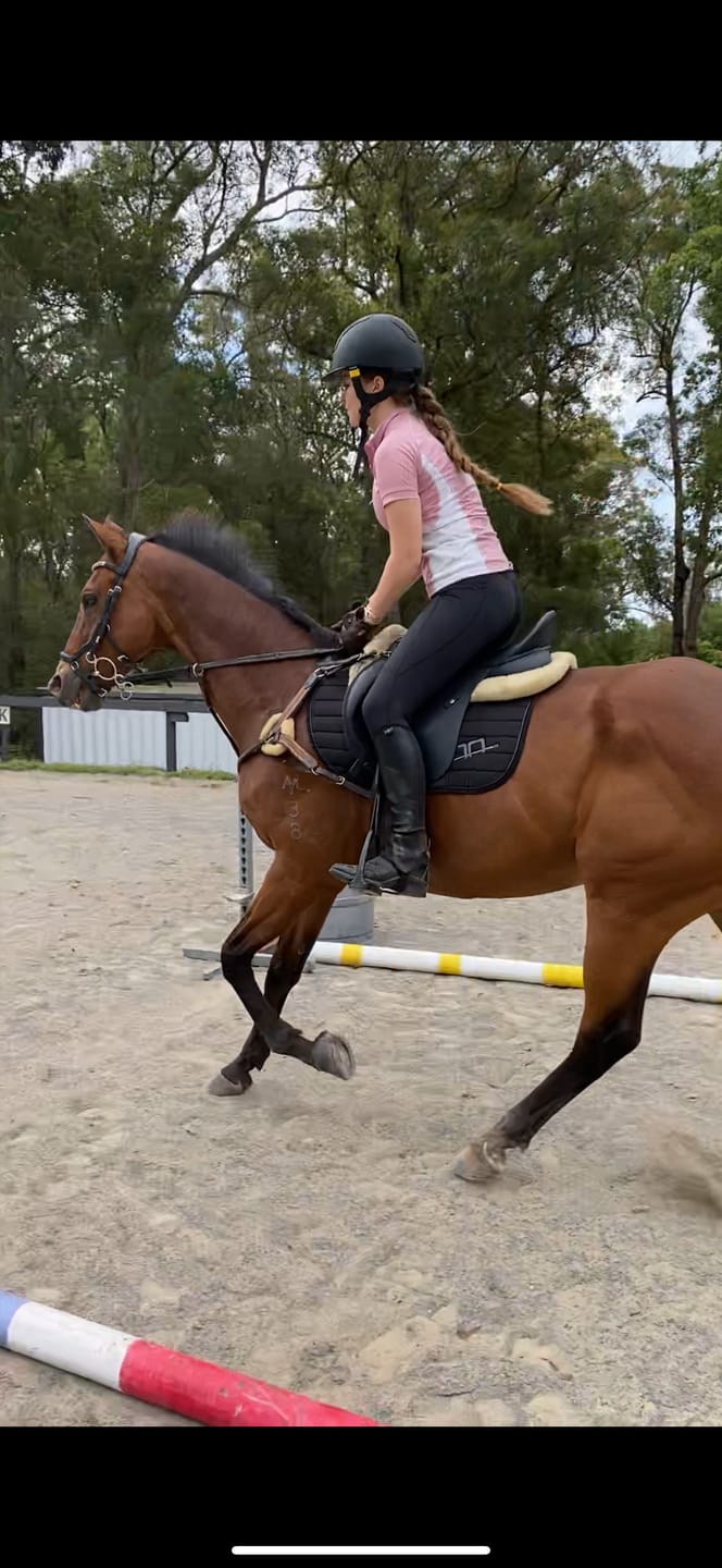 Customer photo review of AA Platinum Platinum Saddle Pad