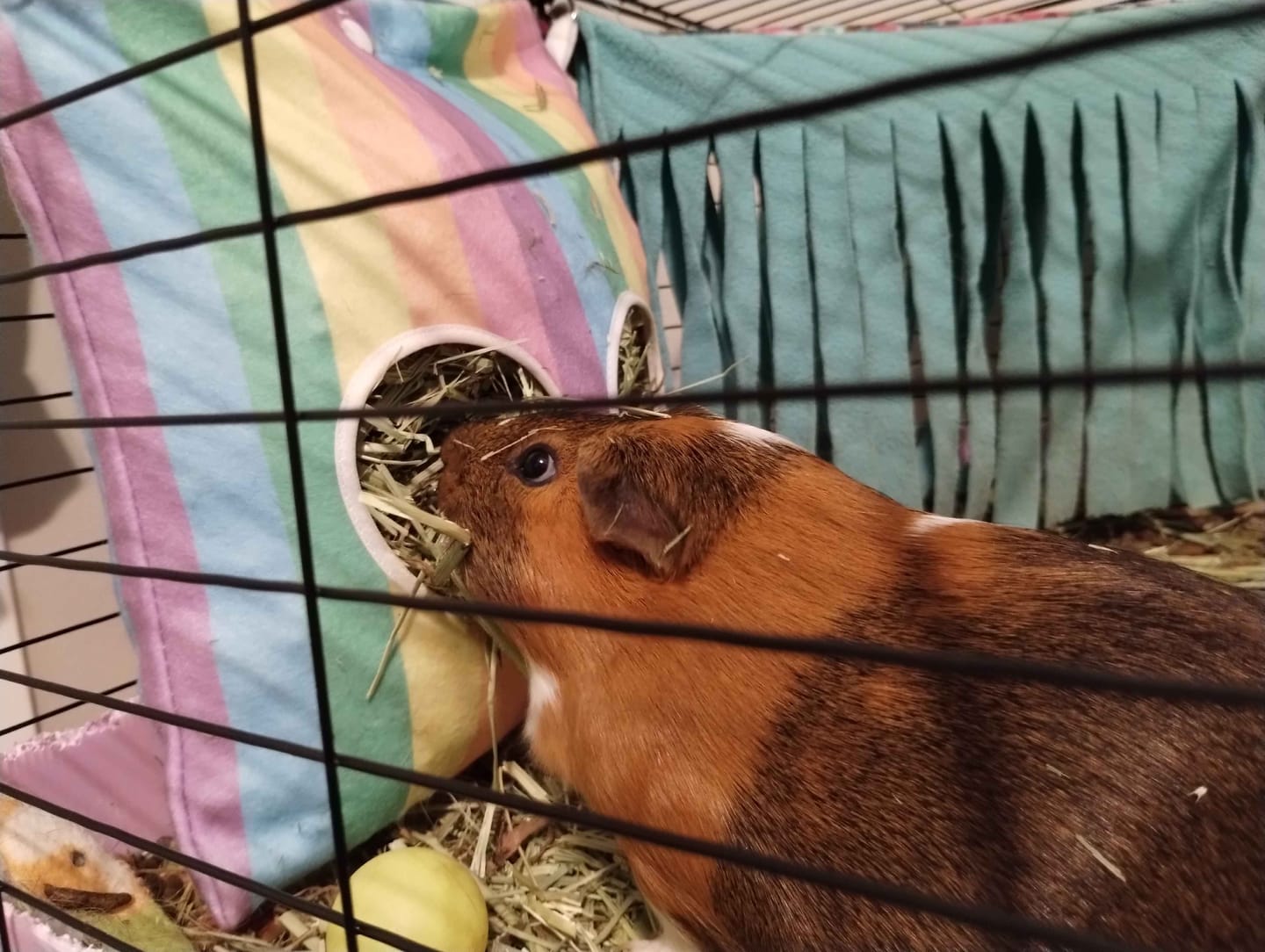 Customer photo review of Hay Bag | Radiant Rainbow