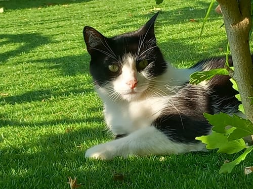 Avis photo d'un client sur Croquettes Chat Stérilisé Sans Céréales - Saumon