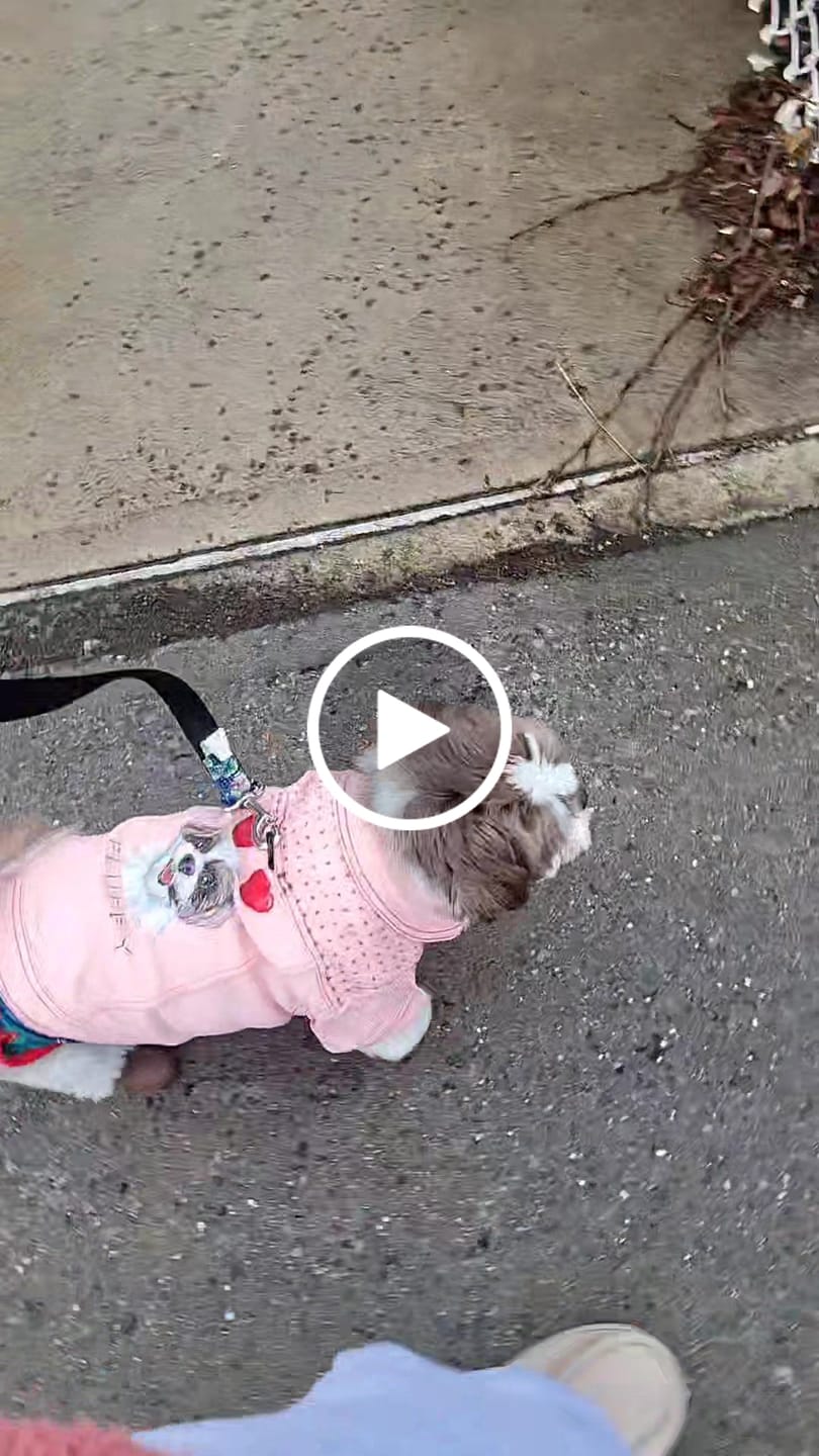Customer video review of WagWellie® Single