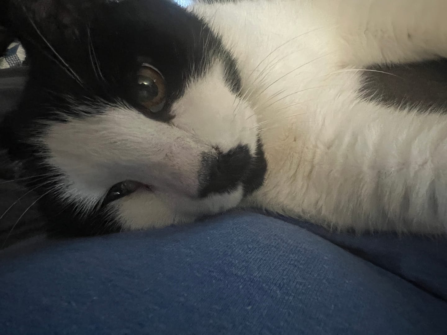 Customer photo review of Cat Laxative & Constipation Remedy