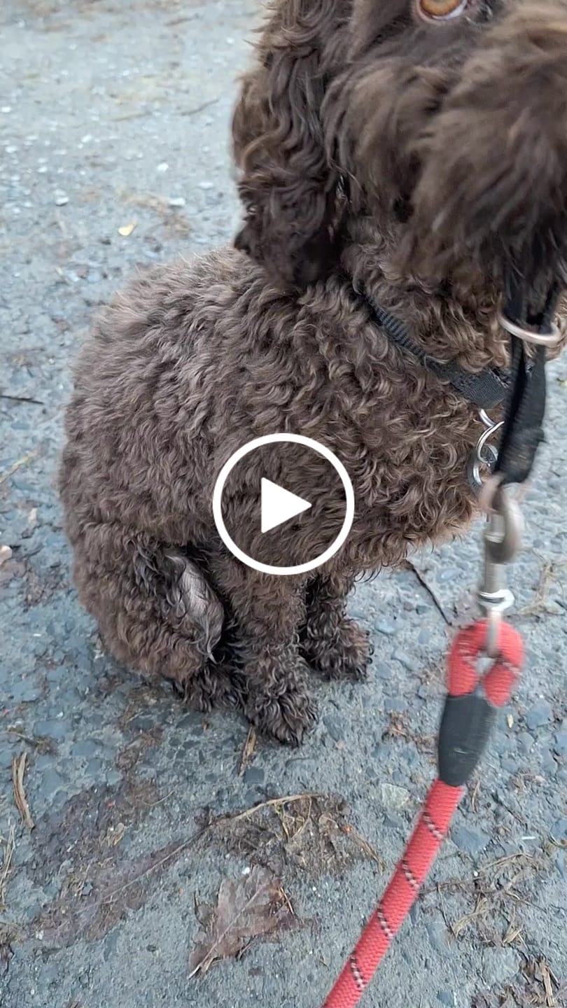 Customer video review of Luxury Dog Towel