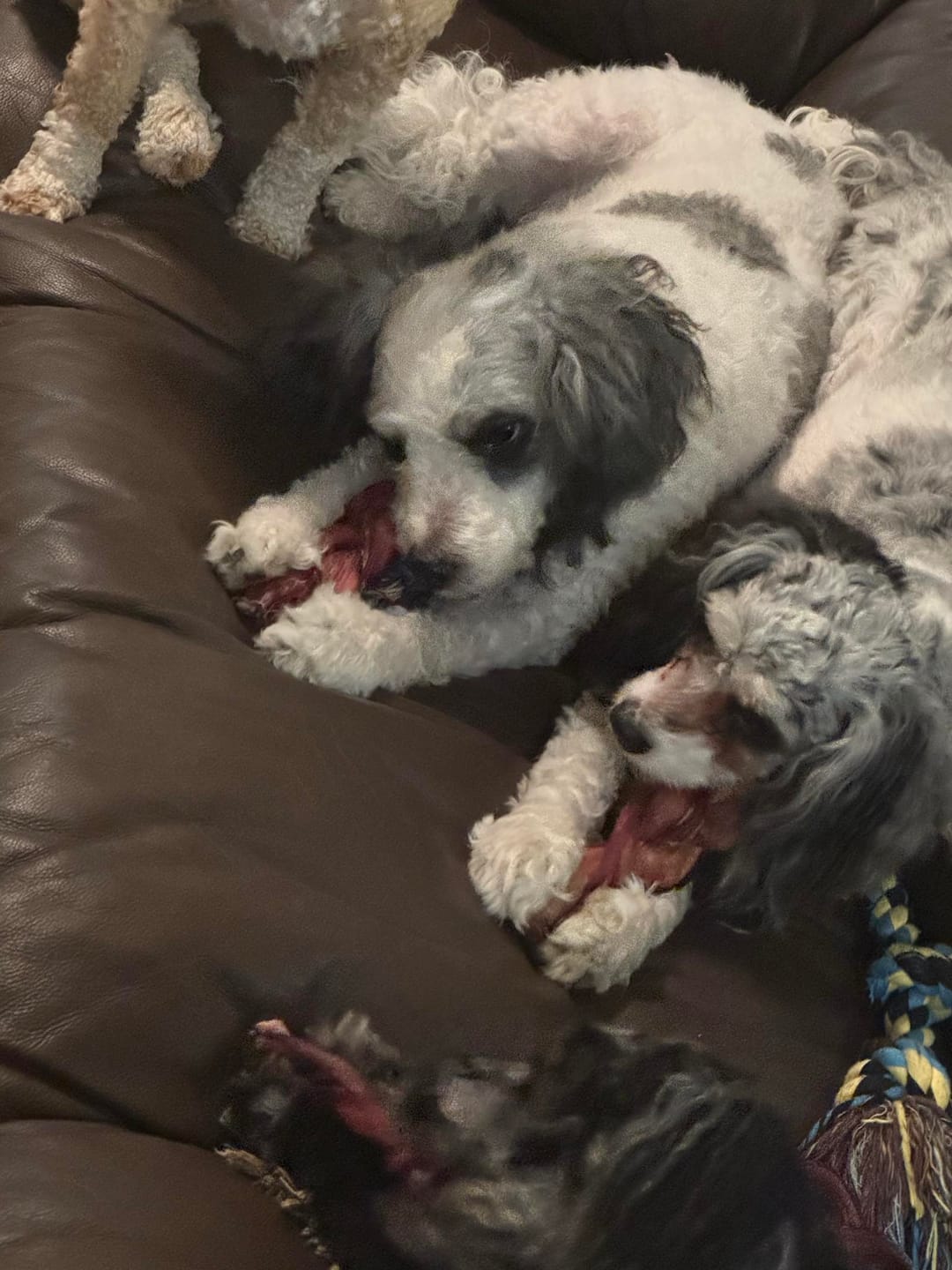 Customer photo review of 6 Inch Monster Braided Bully Stick