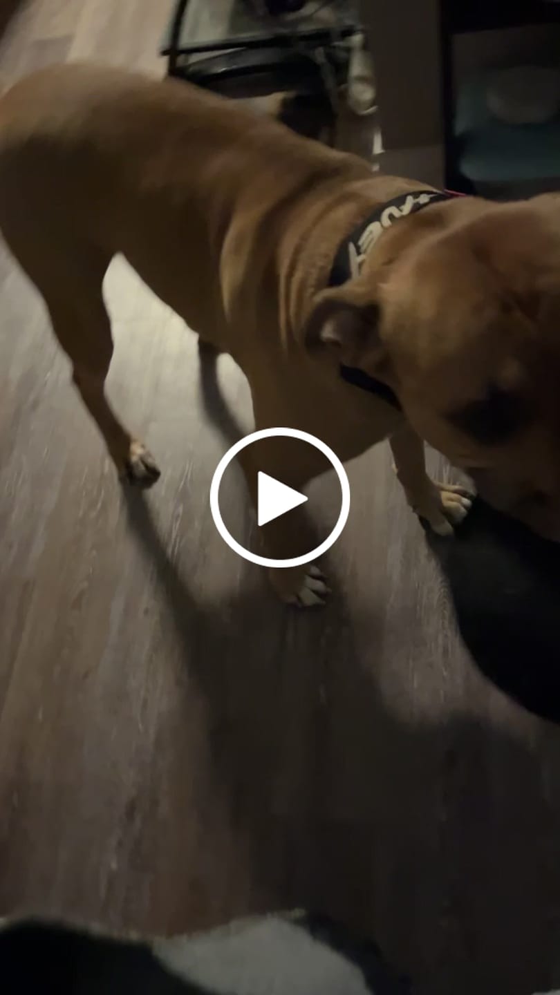 Customer video review of 2" Tactik Dog Collar - Black