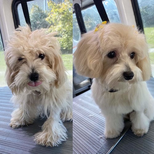 Customer photo review of The Original ClipMyPaws™ - World's Quietest Pet Hair Clipper