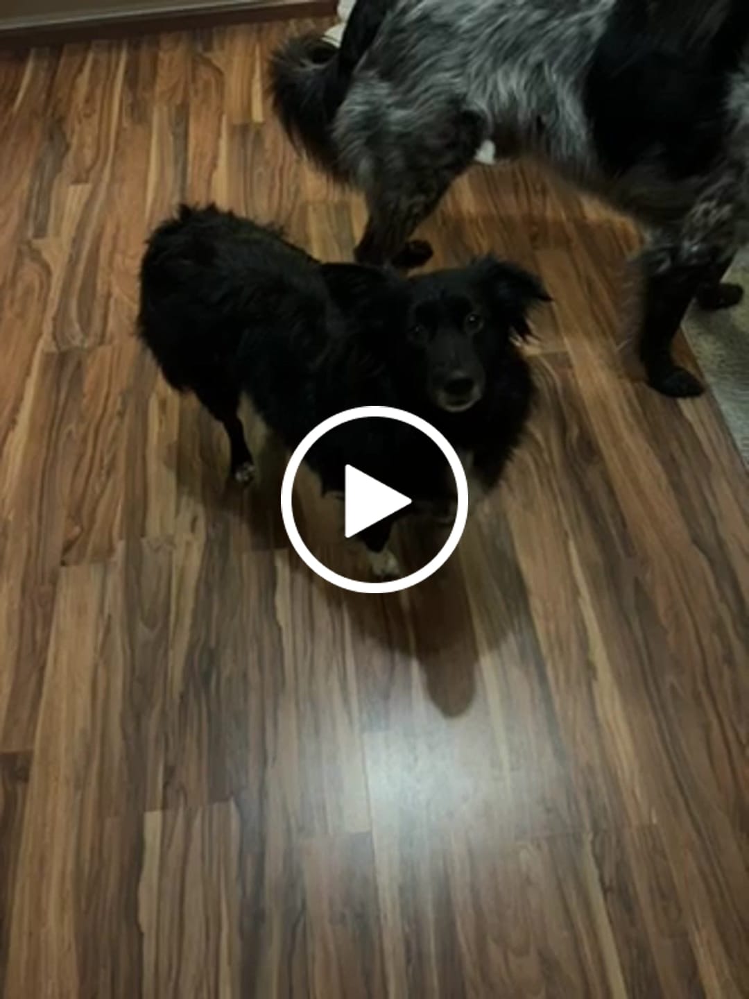Customer video review of Allergietest Basic Hund
