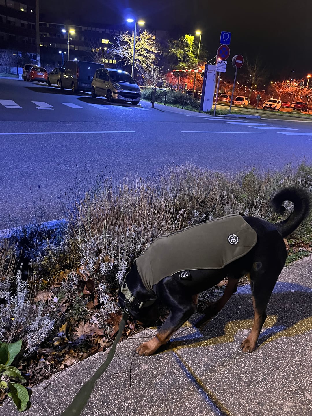 Customer photo review of 5cm Combat® Collar | With Handle & Secure Clip - Khaki