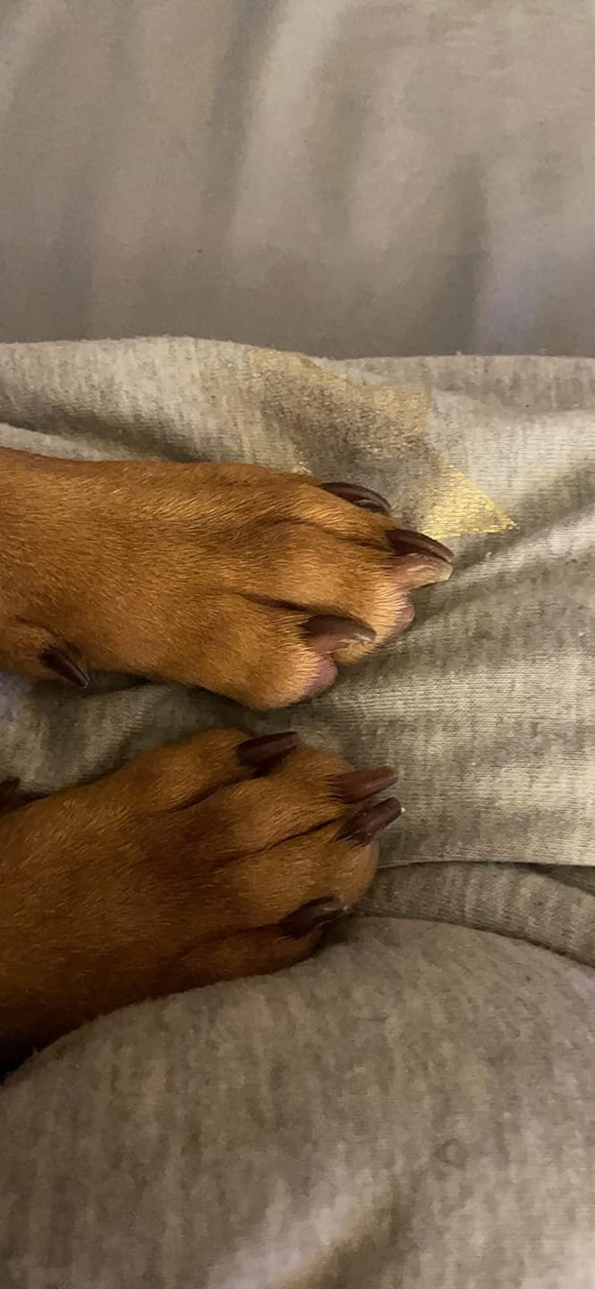 Customer photo review of The Original ClipMyPaws™ Painless Pet Nail Grinder