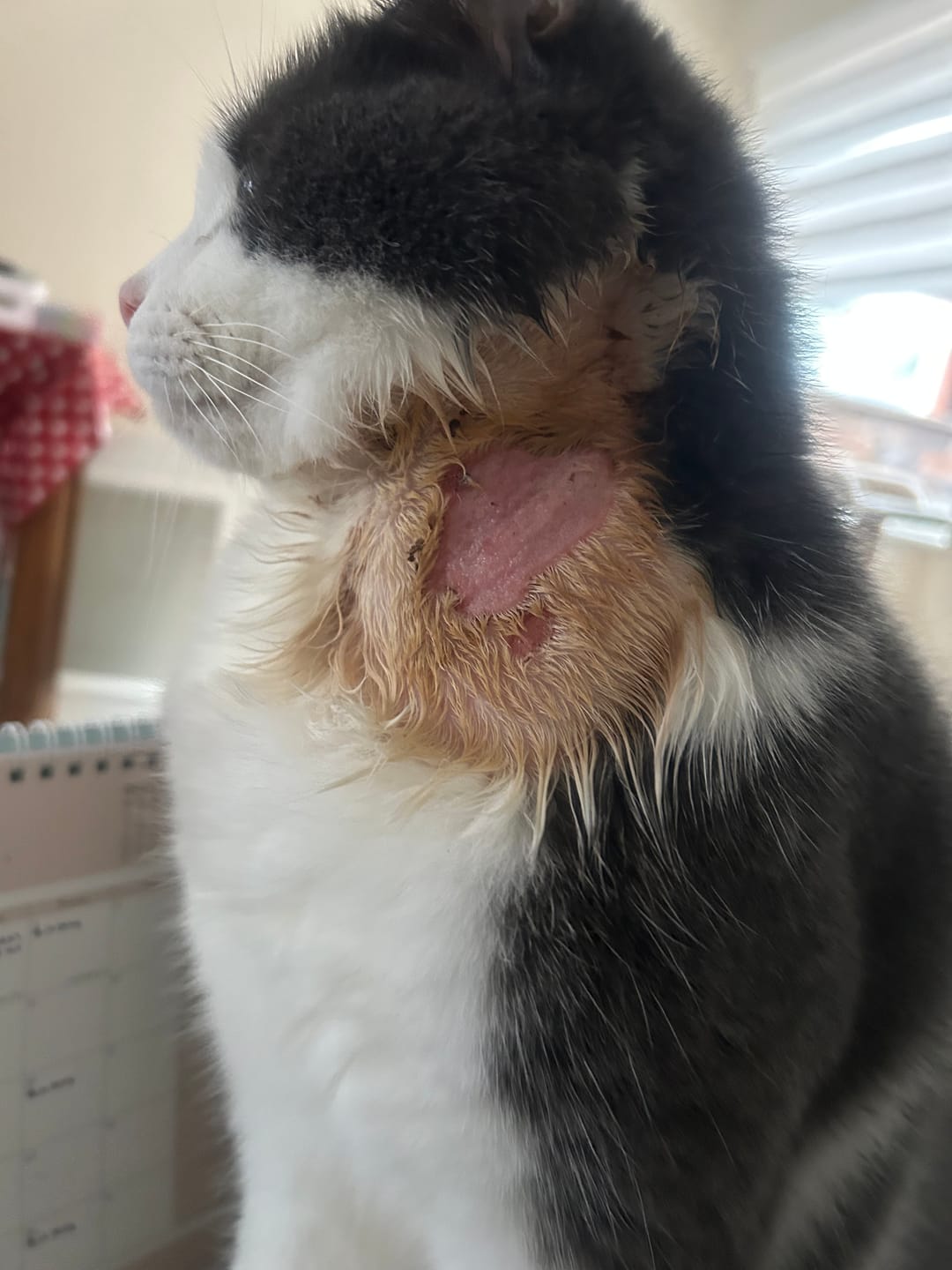 Customer photo review of Cat Gel