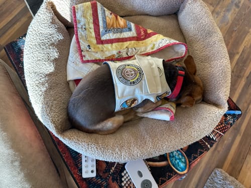 Customer photo review of Camp Harness in Khaki