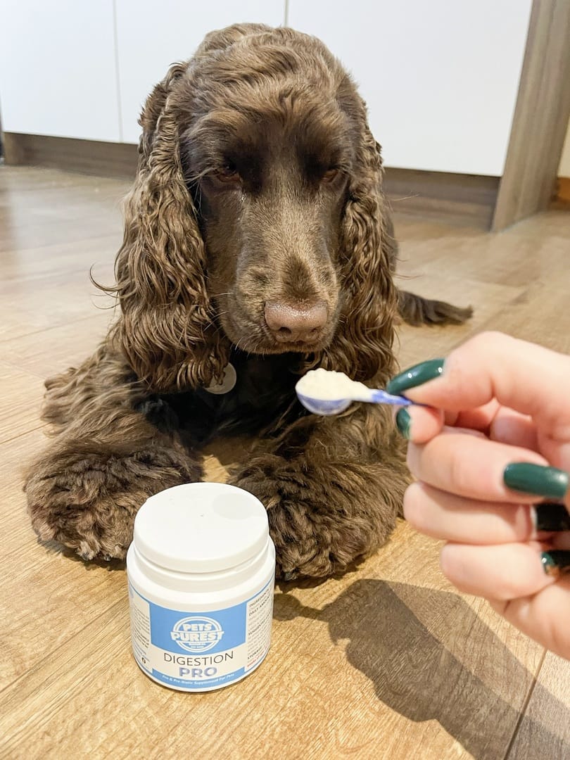 Customer photo review of Natural Pre & Probiotic Powder 100g