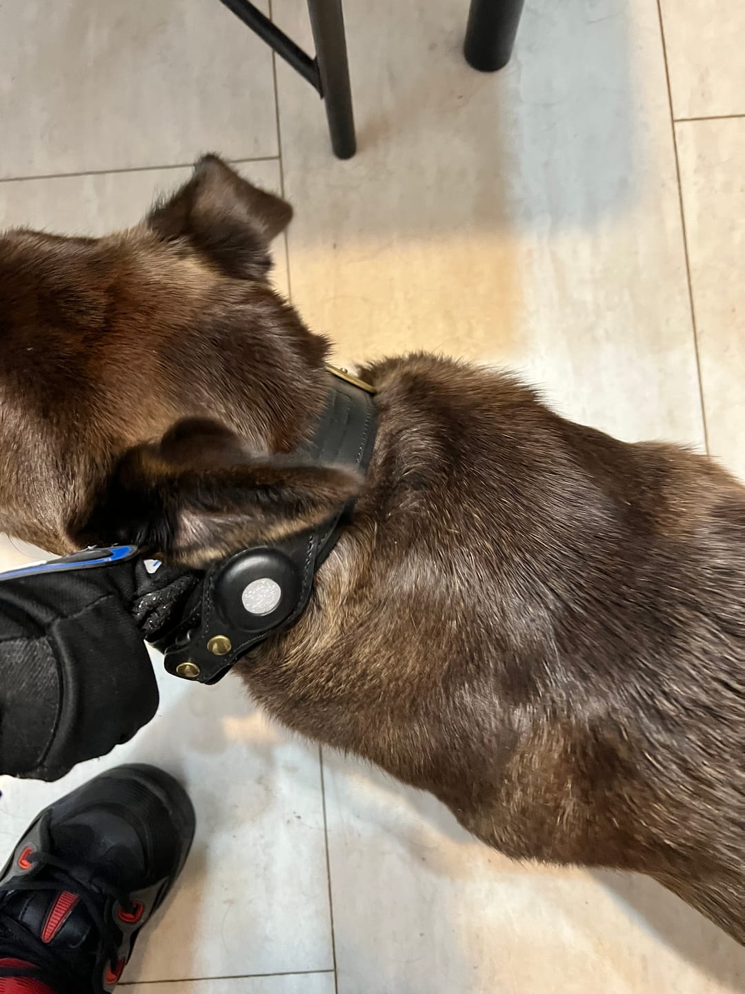 Customer photo review of Keepaws™ Leather AirTag Collar