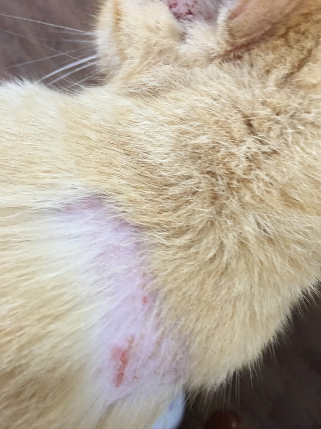 Customer photo review of Cat Sarcoptic & Demodectic Mange (Scabies) & Ear Mite Remedy
