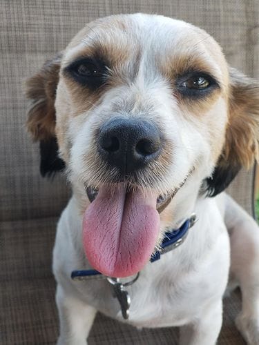 Customer photo review of The Original ClipMyPaws™ - World's Quietest Pet Hair Clipper