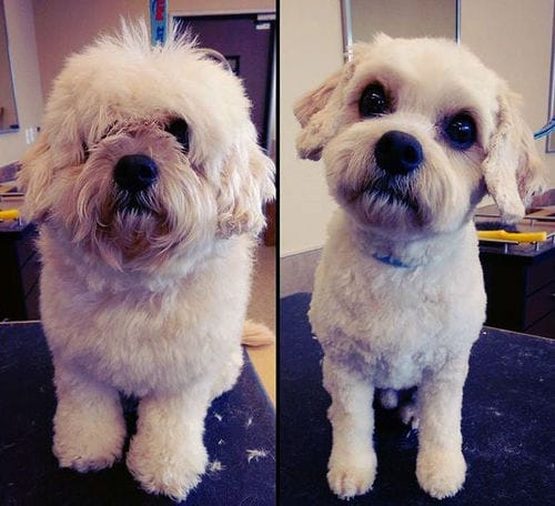 Customer photo review of The Original ClipMyPaws™ - World's Quietest Pet Hair Clipper
