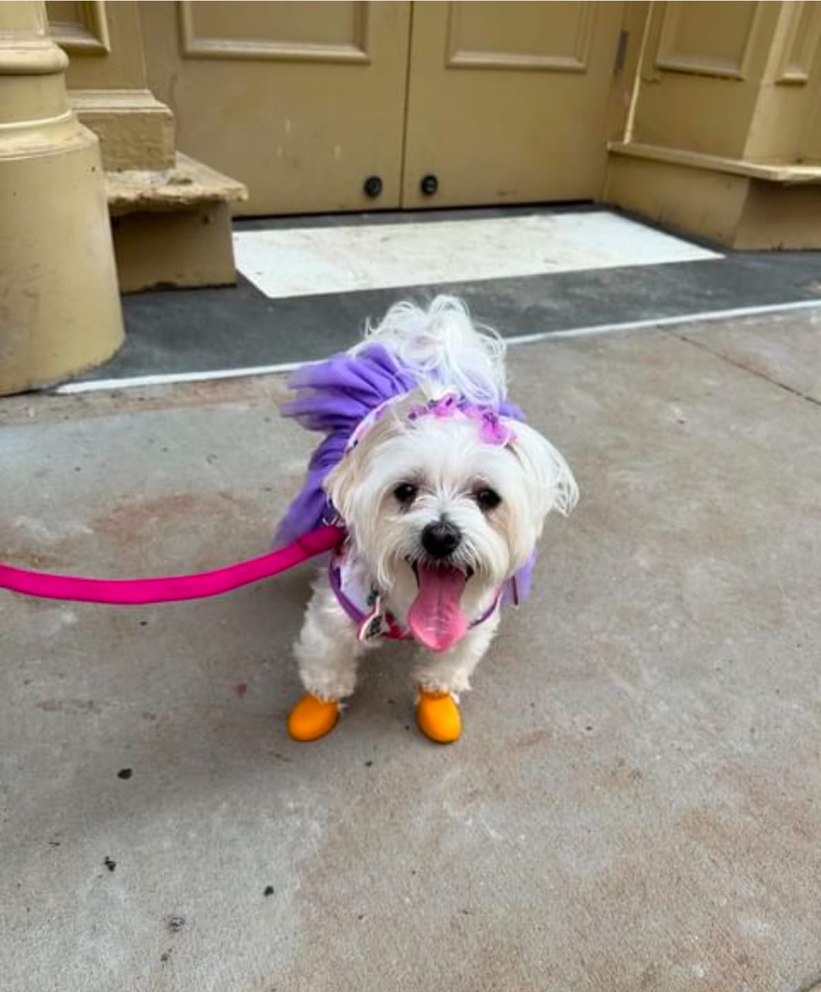 Customer photo review of WagWellie® Single