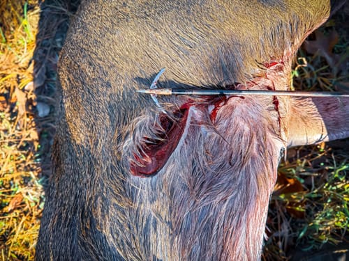 Customer photo review of Beast Broadheads