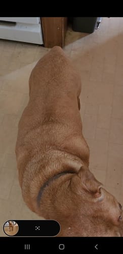 Customer photo review of Petsmont Buddy Guard Large Dog