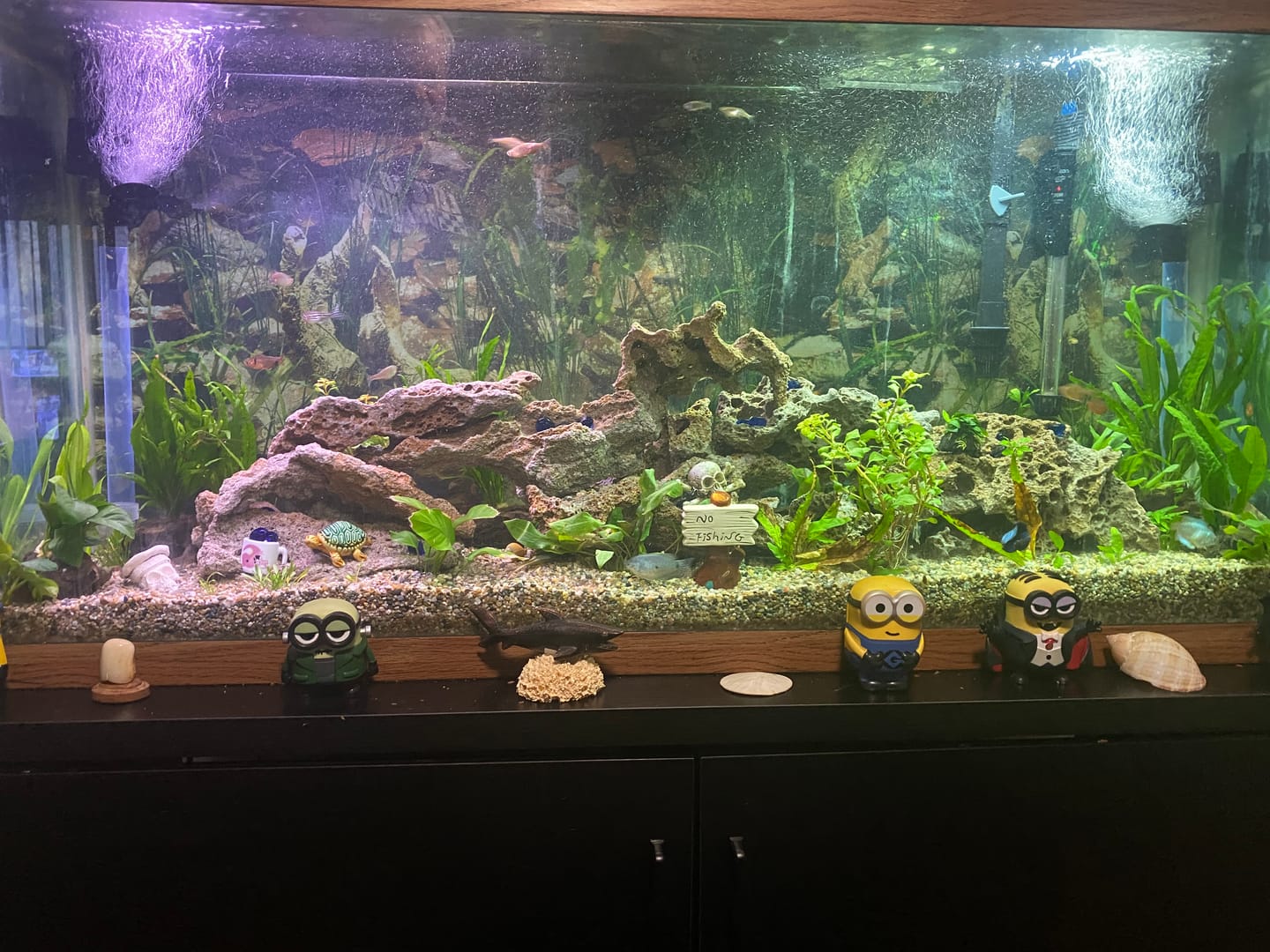 Customer photo review of Cryptocoryne Wendtii RED 'Mi Oya'
