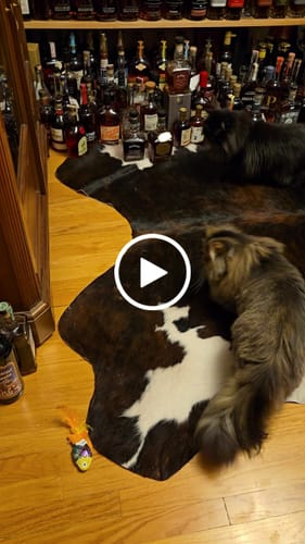 Laura L. review of SPEEDY TAIL 2.0 image 1 out of 1