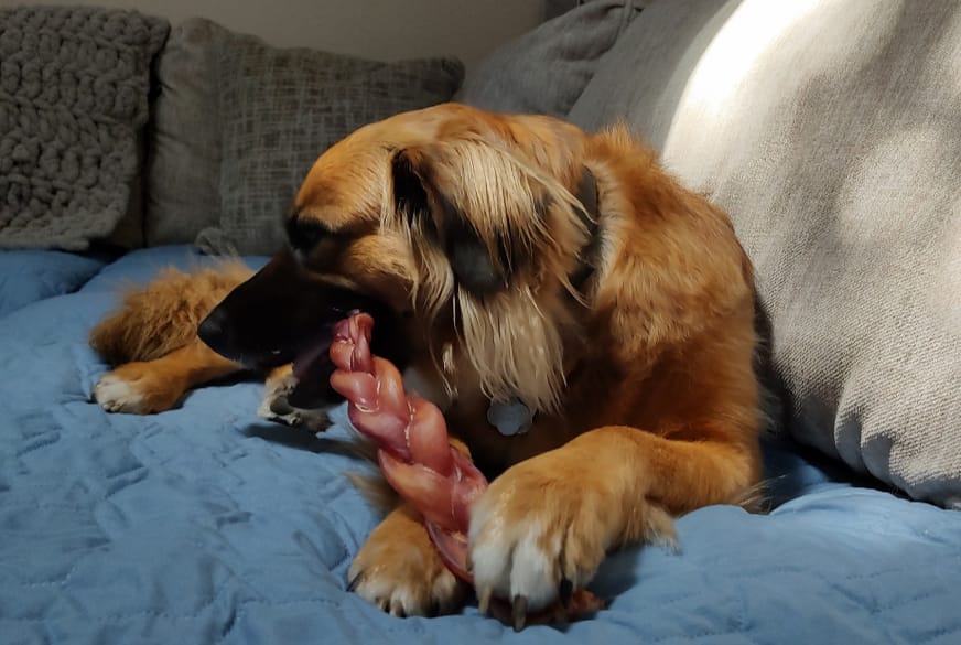 Customer photo review of 6 Inch Standard Braided Bully Stick