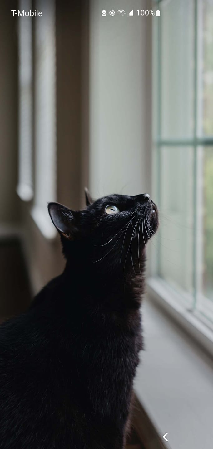 Customer photo review of Royal Canin Veterinary Diet - Urinary SO + Hydrolyzed Protein Dry Cat Food