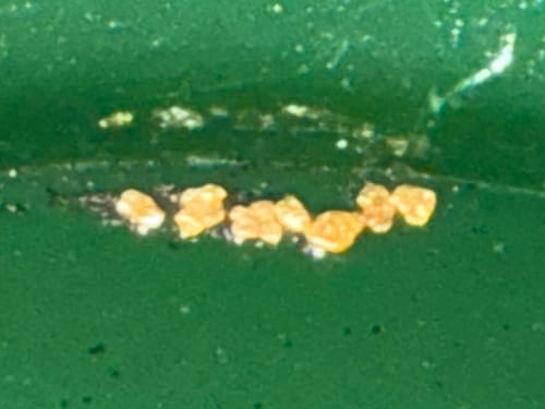 Customer photo review of Nugget Reserve 'MUSEUM SPECIMEN CHASE' - Gold Panning Paydirt Concentrate