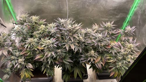 Customer photo review of Tropical Gelato Steckling