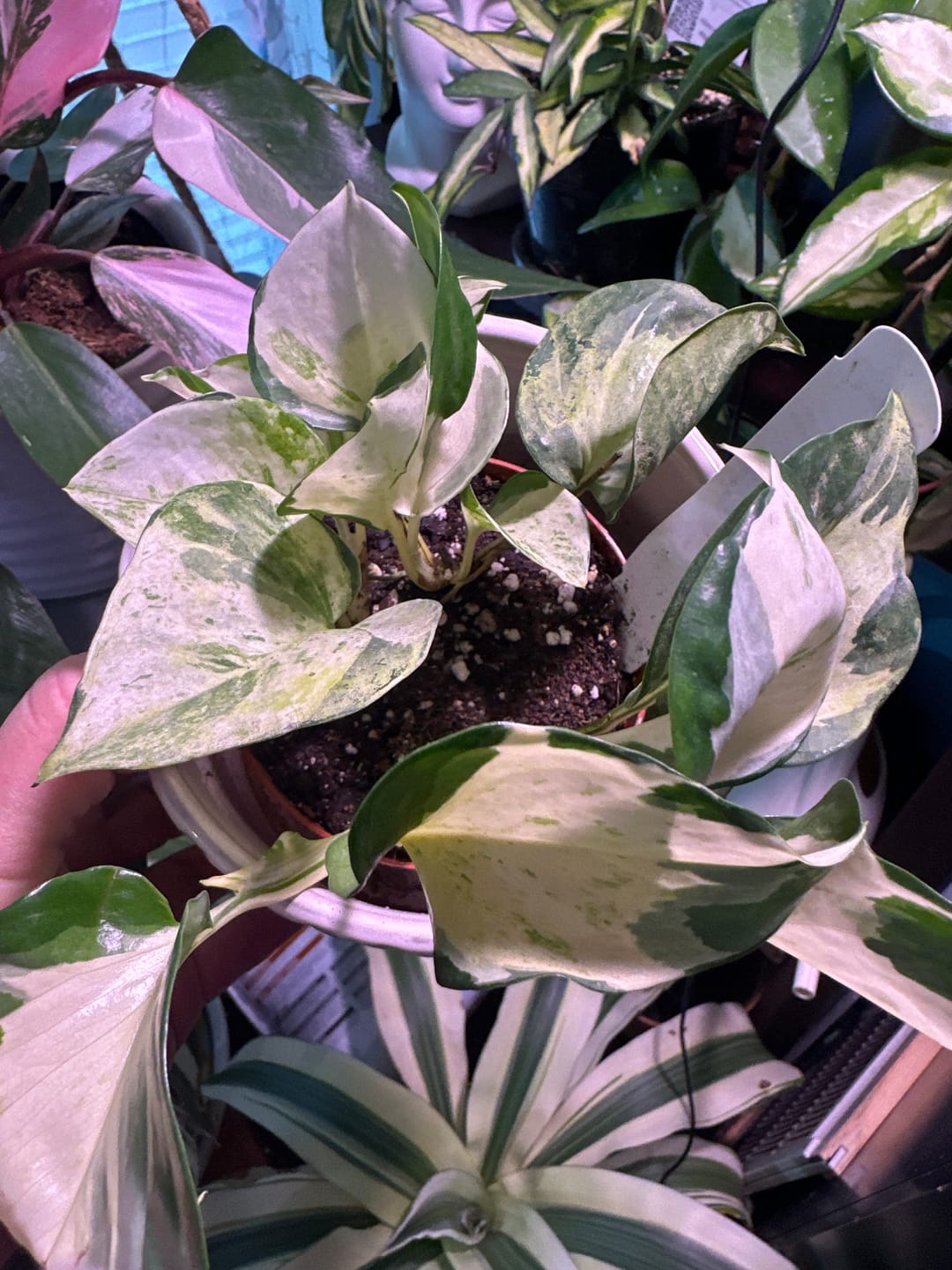 Customer photo review of Pothos Epipremnum aureum 'Manjula'
