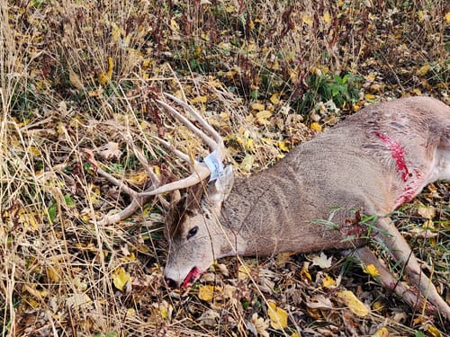 Customer photo review of Beast Broadheads