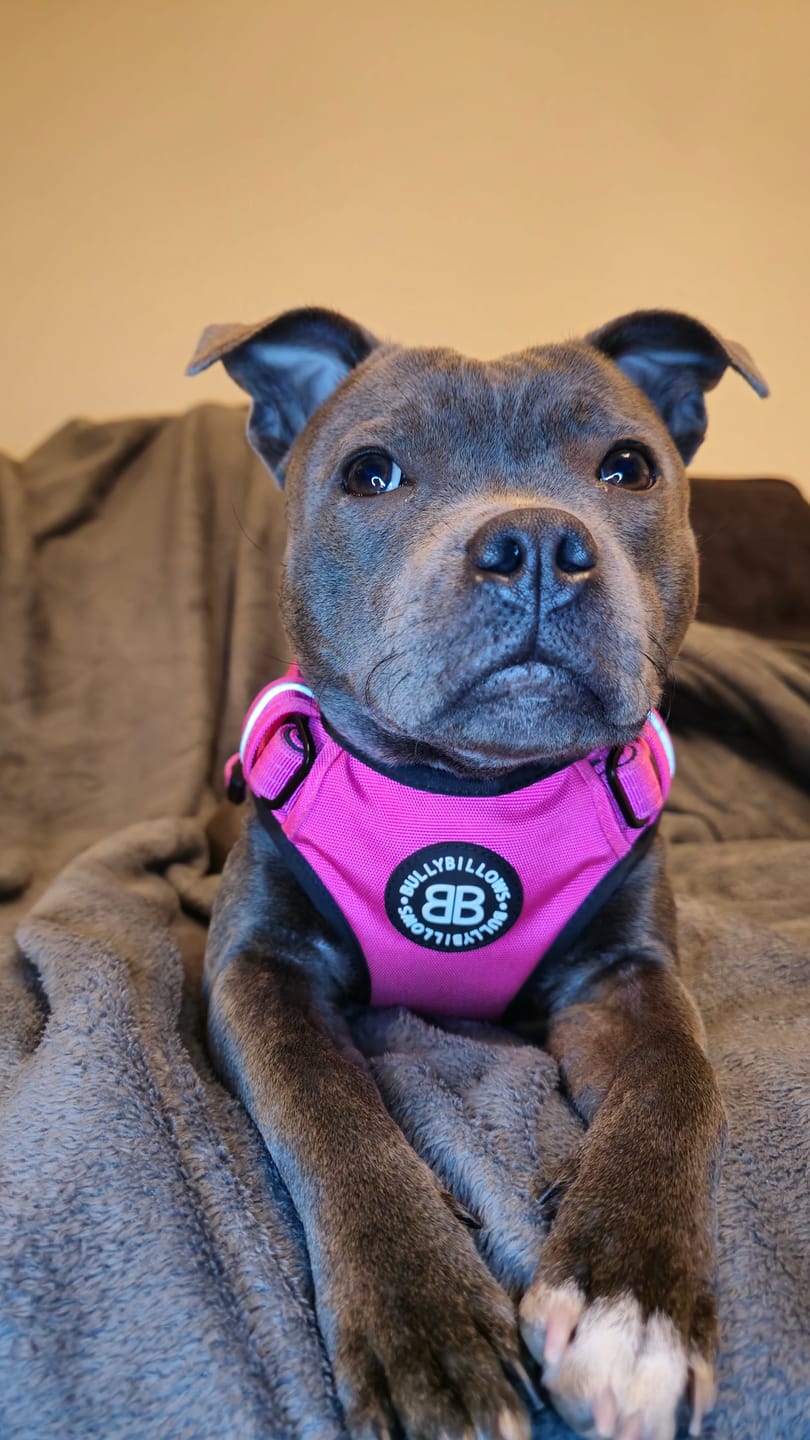 Customer photo review of Comfort Premium Harness | Non Restrictive - Magenta