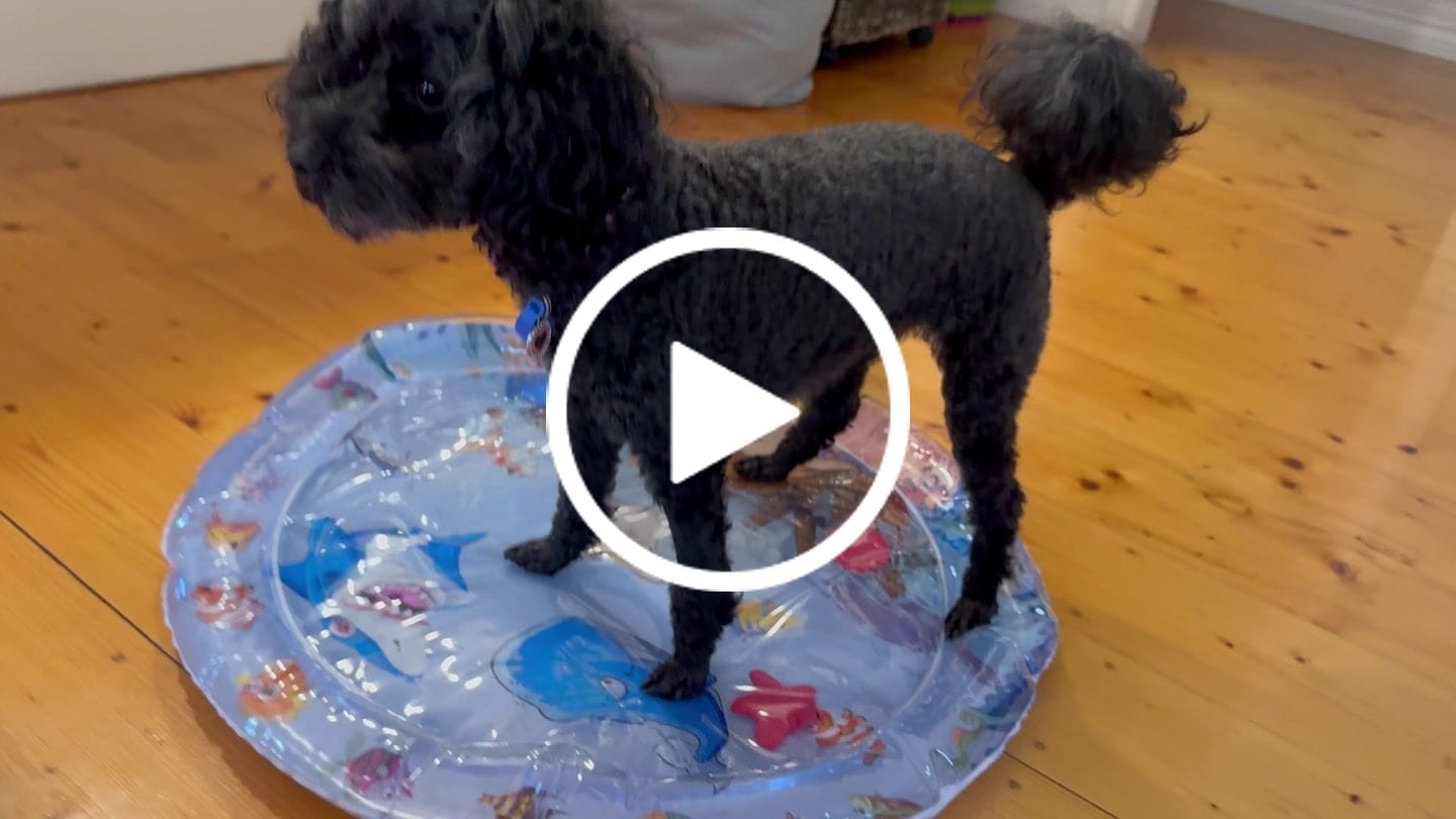Customer video review of Upgraded Thickness Pet Cooling Water Bed