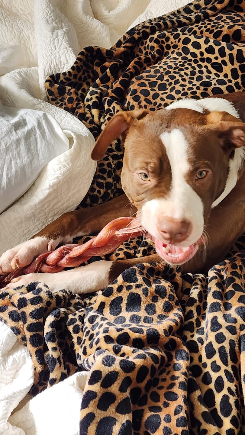 Customer photo review of 12 Inch Thick Braided Bully Stick
