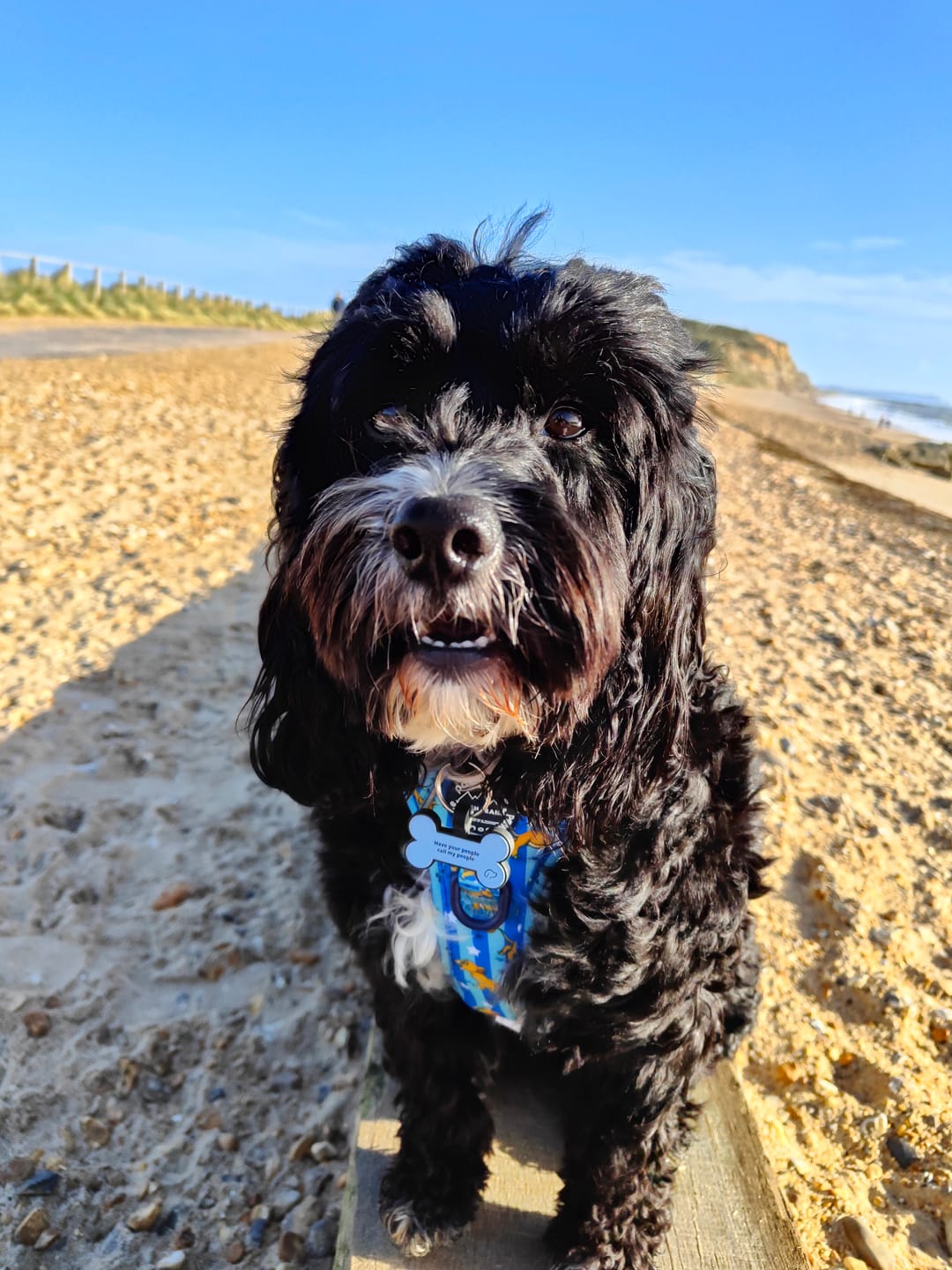 Customer photo review of Disney© Tough Trails™ Harness - Simba