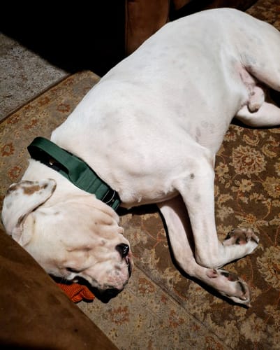 Customer photo review of Green Bully Proof Collar