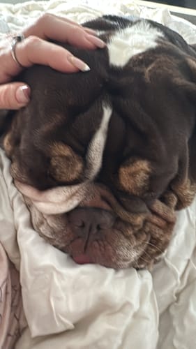 Customer photo review of Oatmeal No Rinse Paw Cleaner