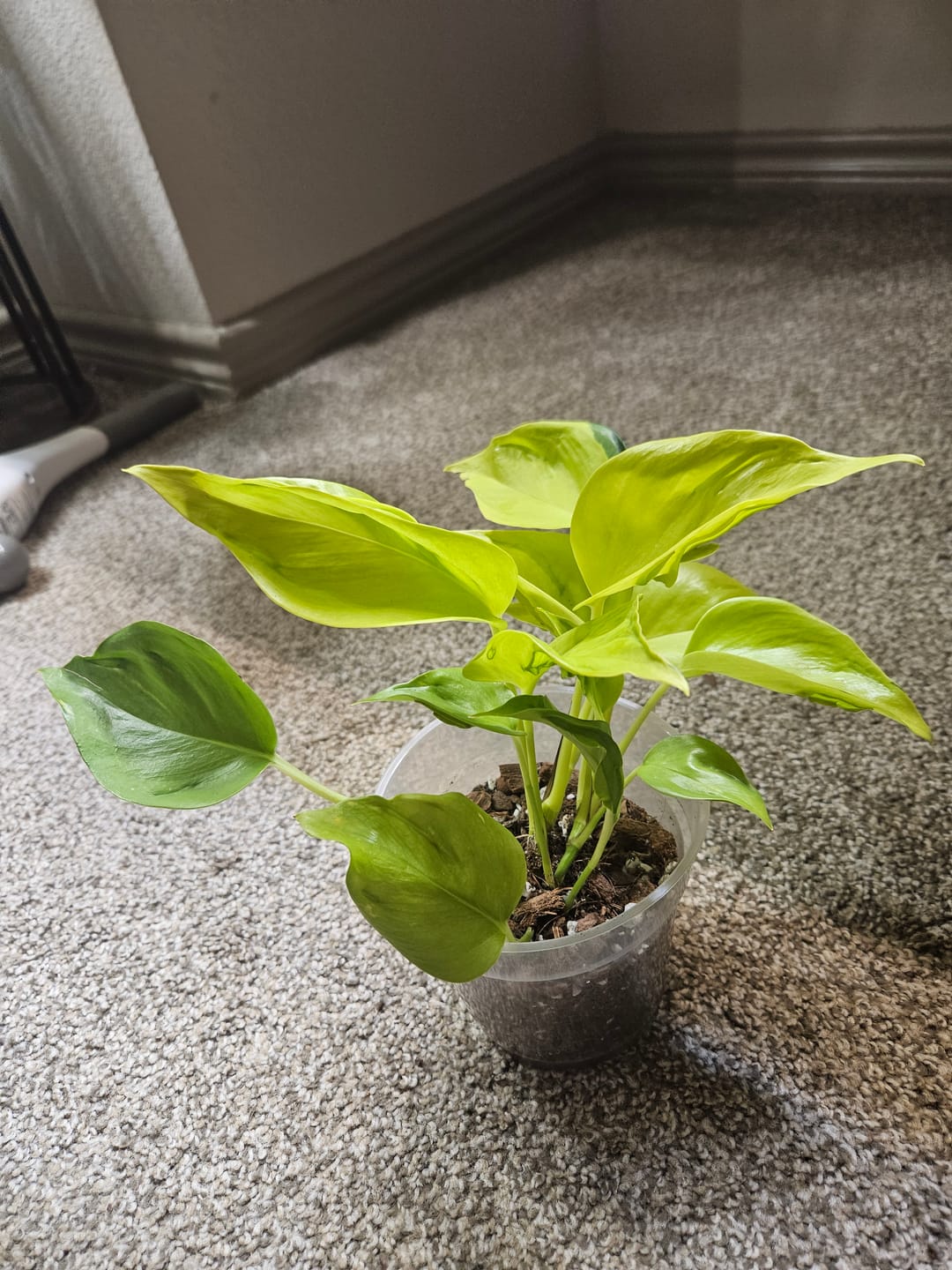 Customer photo review of Pothos Epipremnum aureum 'Champs-Élysées'