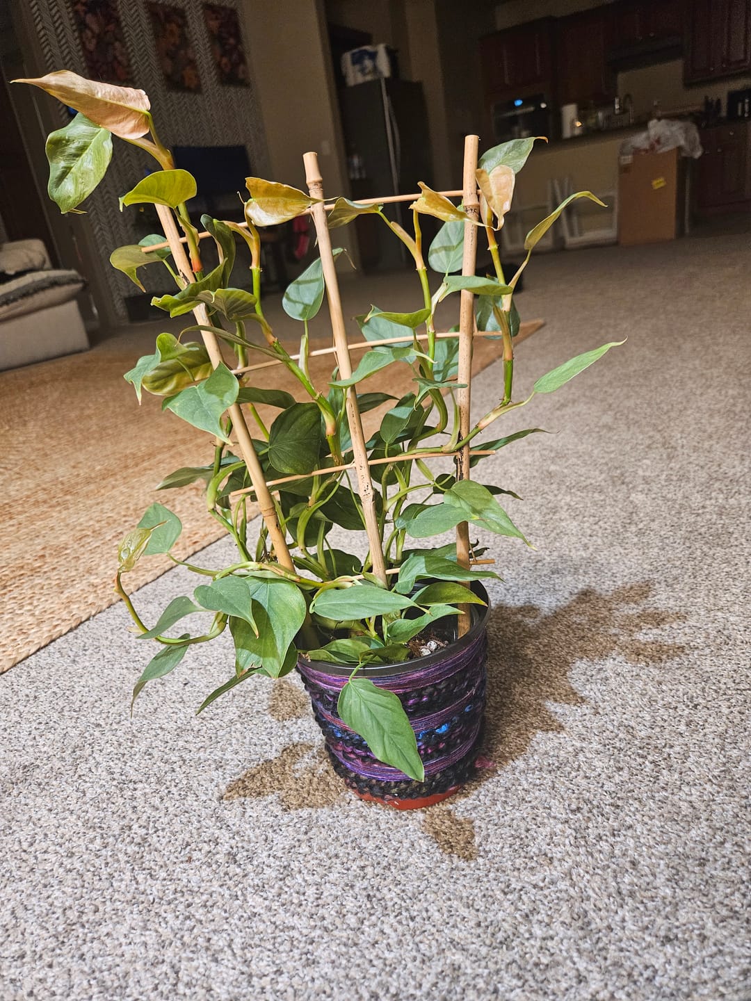 Customer photo review of Philodendron sp. 'Red Mini Machinatza'