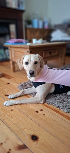 Customer photo review of Dog Fleece With Zip - Black